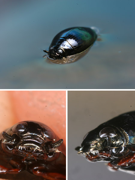 ミズスマシの眼