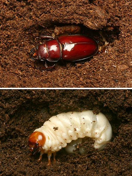 飼育中のミヤマクワガタ