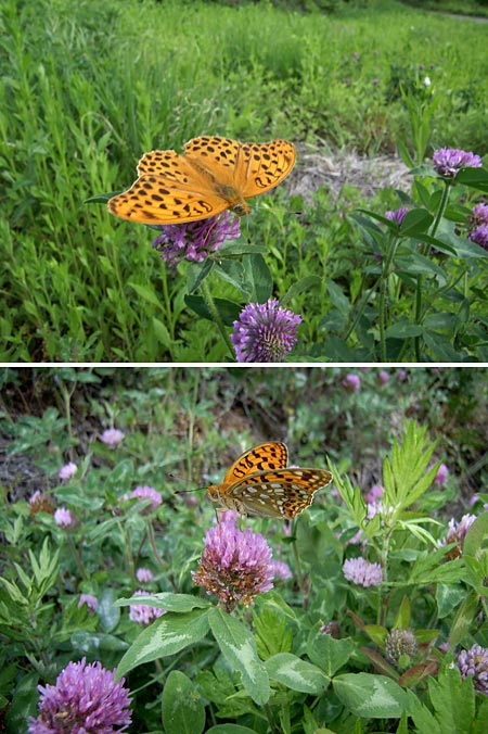 ヒョウモンチョウ2種