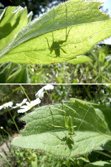 シルエットクイズ