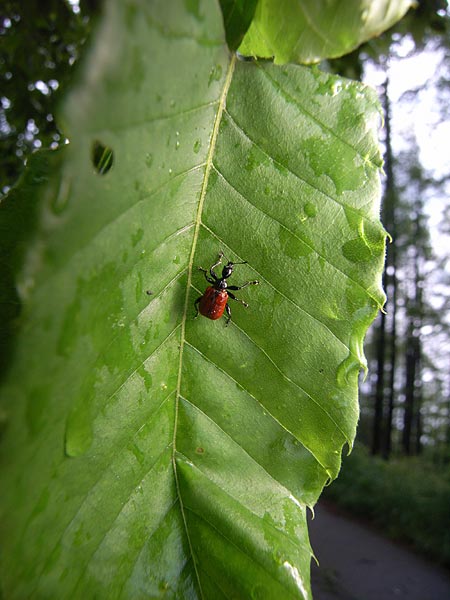 雨の日のオトシブミ