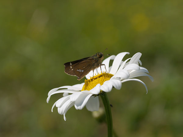 今年はじめてのイチモンジセセリ