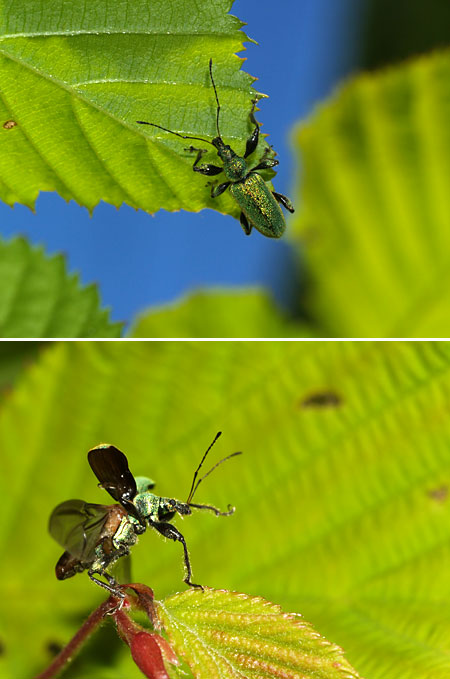 リンゴコフキゾウムシ