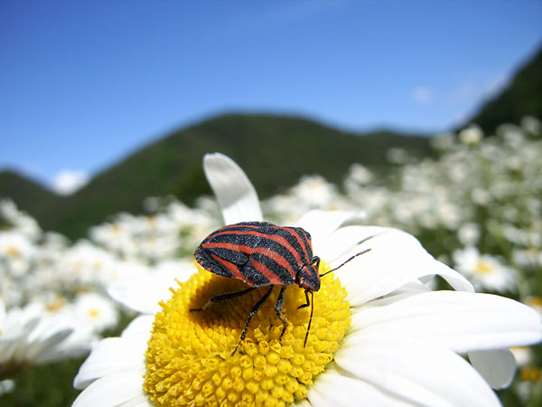 アカスジカメムシ