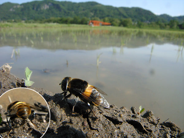 オオハナアブの産卵