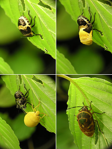 アカスジキンカメムシの羽化