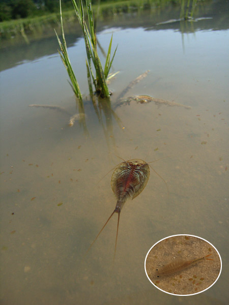 カブトエビとホウネンエビ