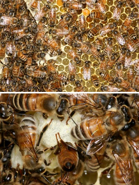 ミツバチの王台