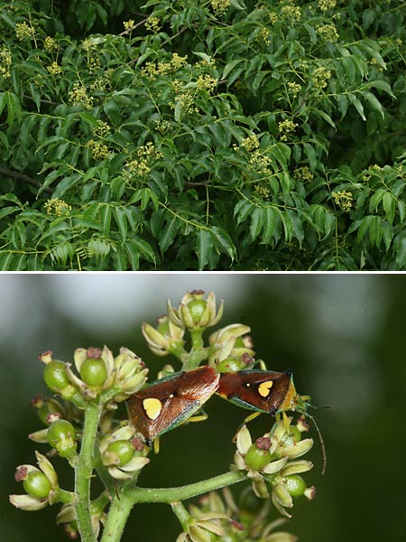 キハダの花とエサキモンキツノカメムシ