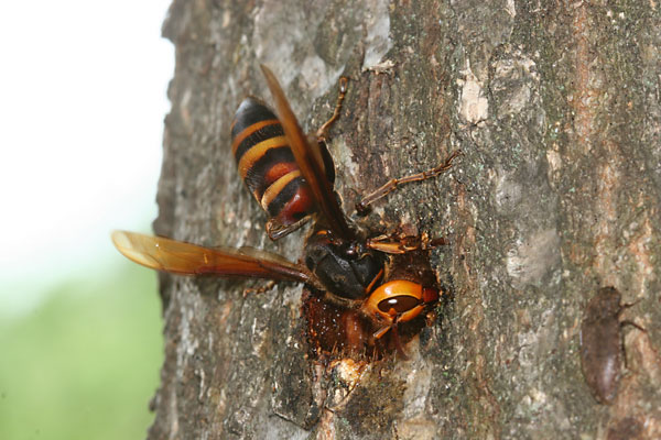 ヒメスズメバチ
