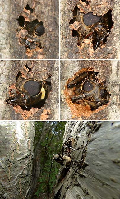 穴を開けるシロスジカミキリ