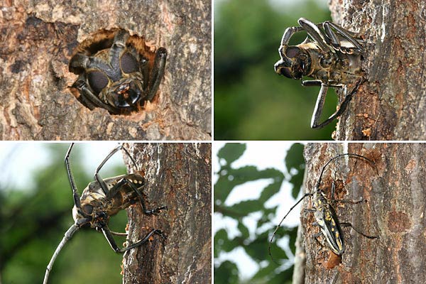 シロスジカミキリの脱出
