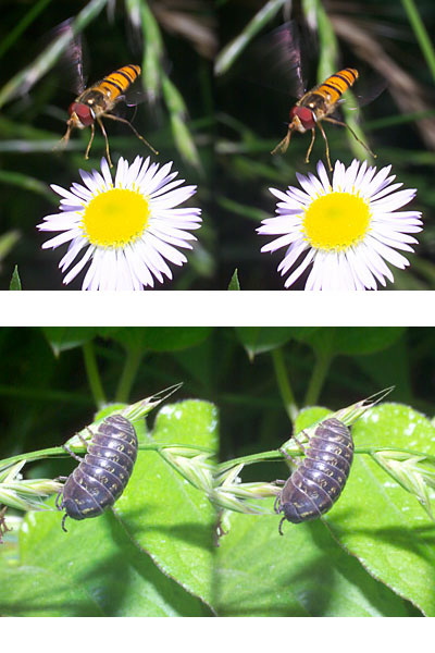 今日の立体写真（アブとダンゴムシ）