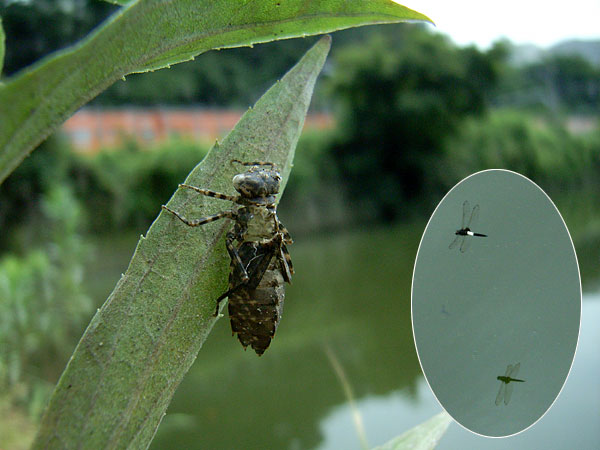 コシアキトンボ