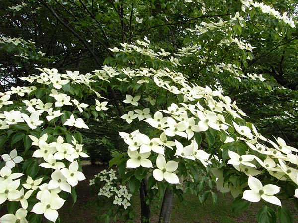 ヤマボウシの花