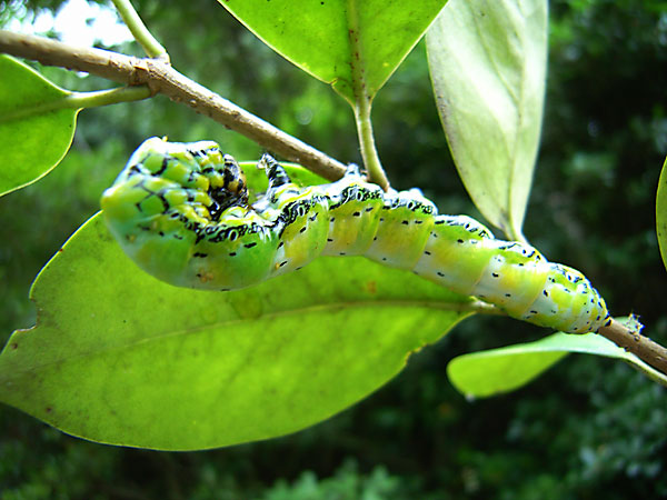 イボタガの幼虫