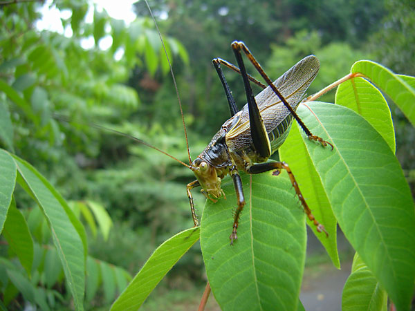 黒いヤブキリ