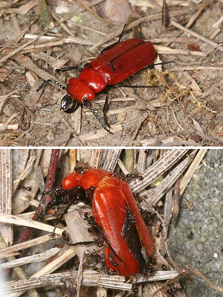 ヒラズゲンセイ