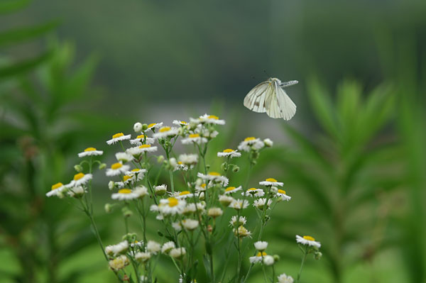 スジグロシロチョウの飛翔