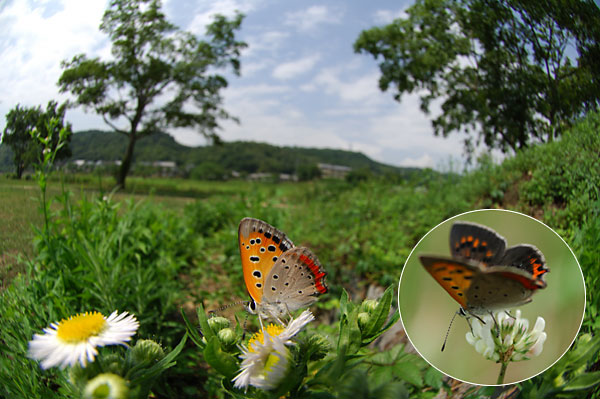ベニシジミの夏型