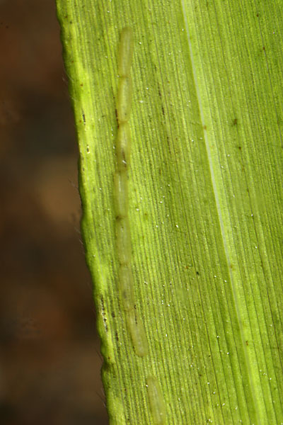 ミズスマシの卵