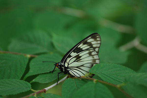 春型のゴマダラチョウ
