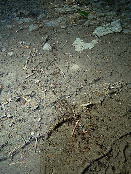 アミメアリの行列