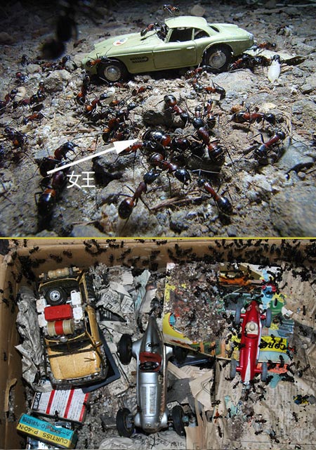 ムネアカオオアリの女王