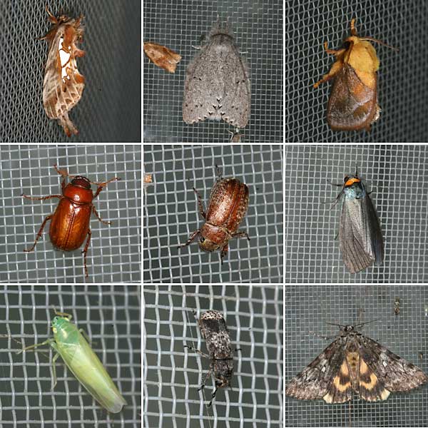 夜の灯りに来たイラガ