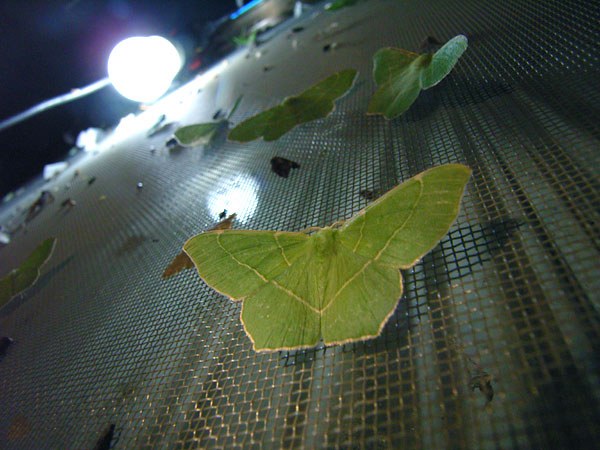 夜の灯りに集まるカギシロスジアオシャク