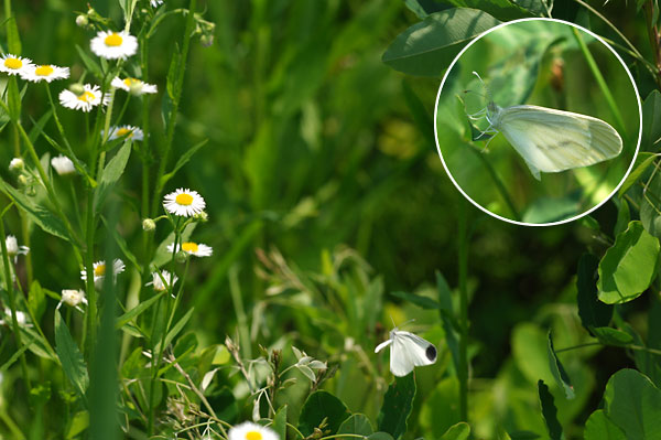 ヒメシロチョウ