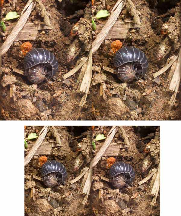 ダンゴムシの求愛行動（立体写真）
