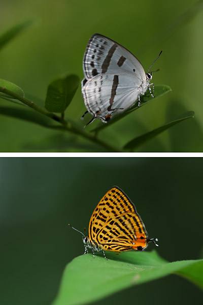 庭のゼフィルス