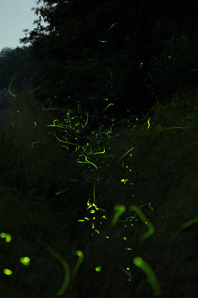 ゲンジボタルの光