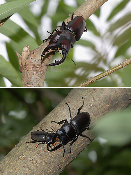 ノコギリクワガタとコクワガタ
