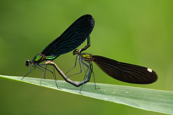 アオハダトンボの交尾