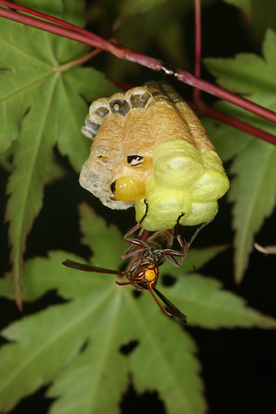 キボシアシナガバチ