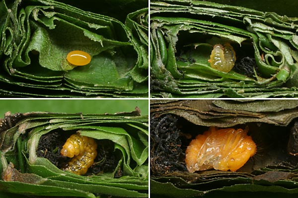 オトシブミの一生