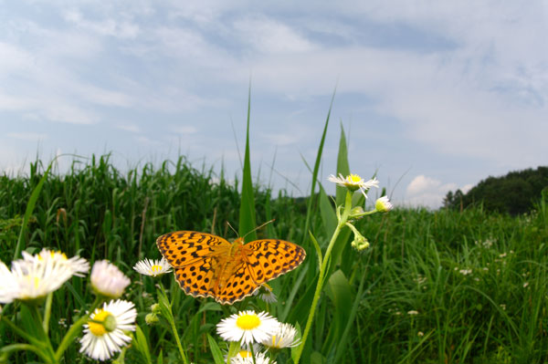 ヒョウモンチョウ