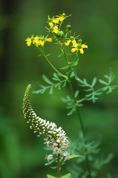 ルーとオカトラノオの花