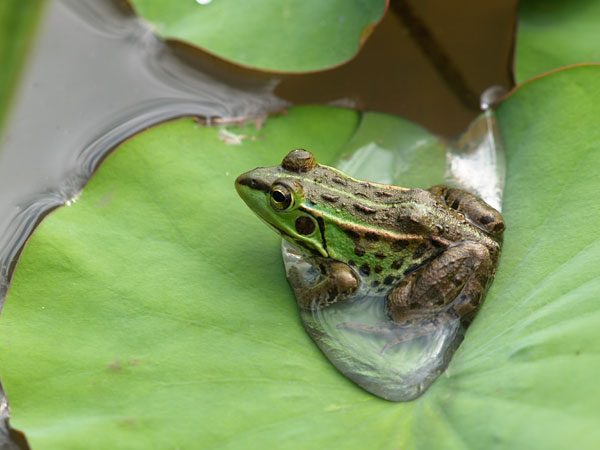 トウキョウダルマガエル