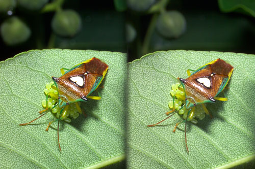 エサキモンキツノカメムシの立体写真