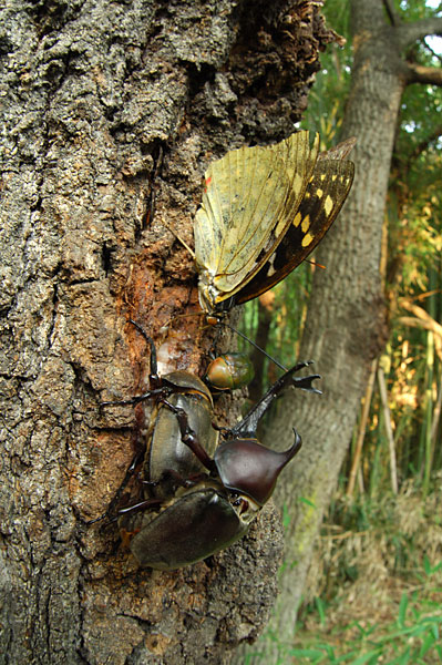 カブトムシの交尾