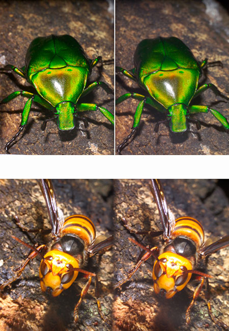 立体写真(アオカナブン）