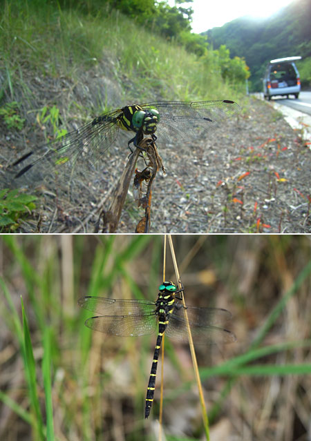 オニヤンマとオナガサナエ