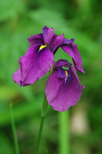 ノハナショウブ