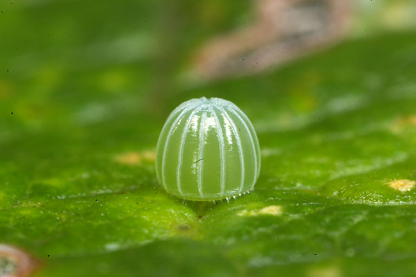 コムラサキの卵