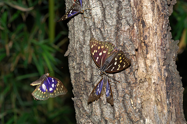 オオムラサキの求愛