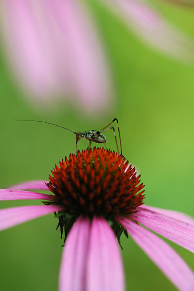 アシグロツユムシの幼虫