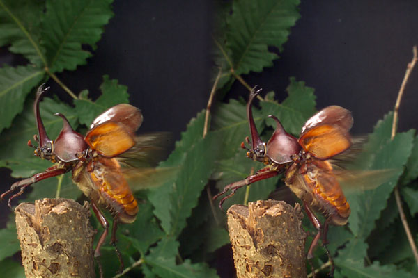 飛び立つカブトムシ（立体写真）